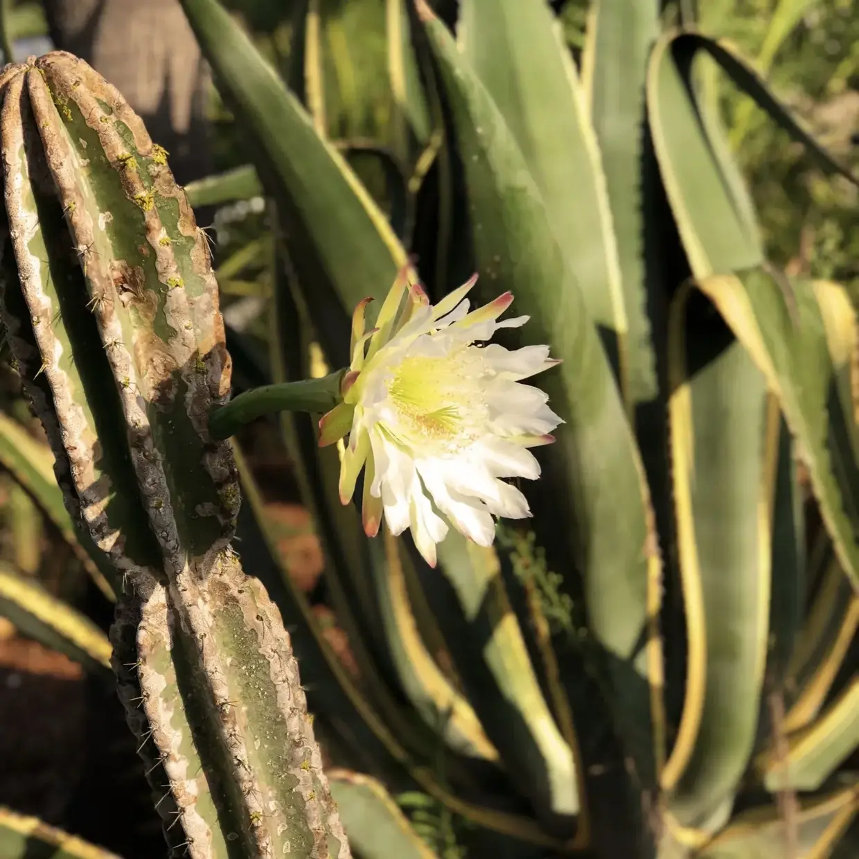 Blooming cacti at Finca Legado