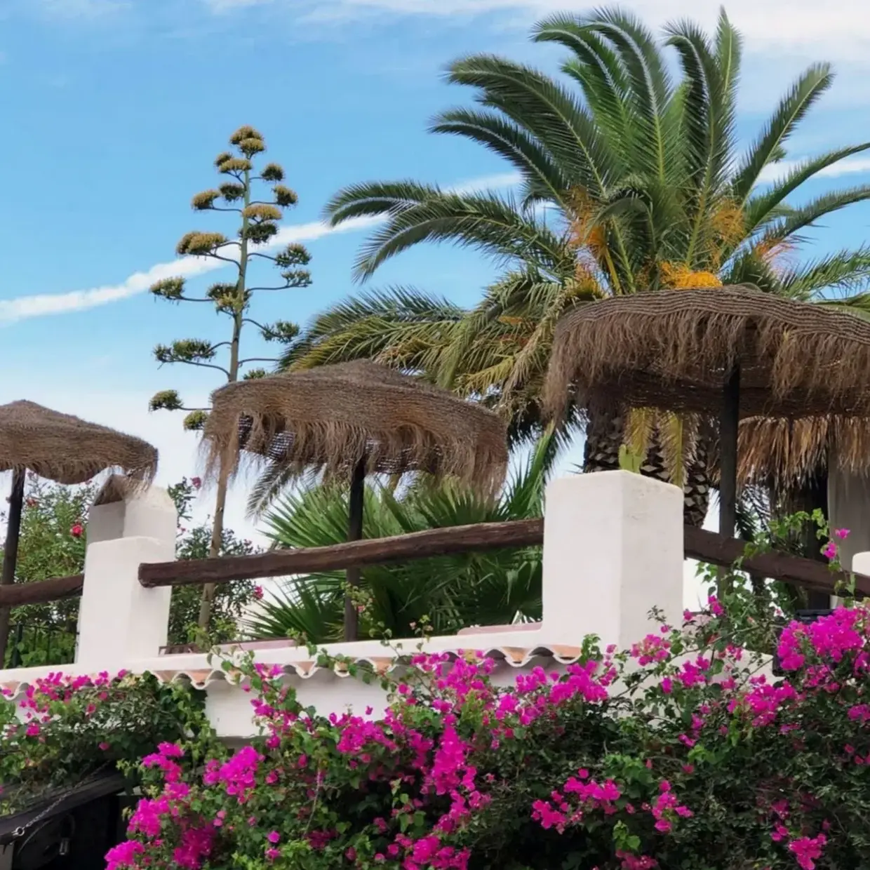Palmtrees and bougainvileae in the Legado pool area