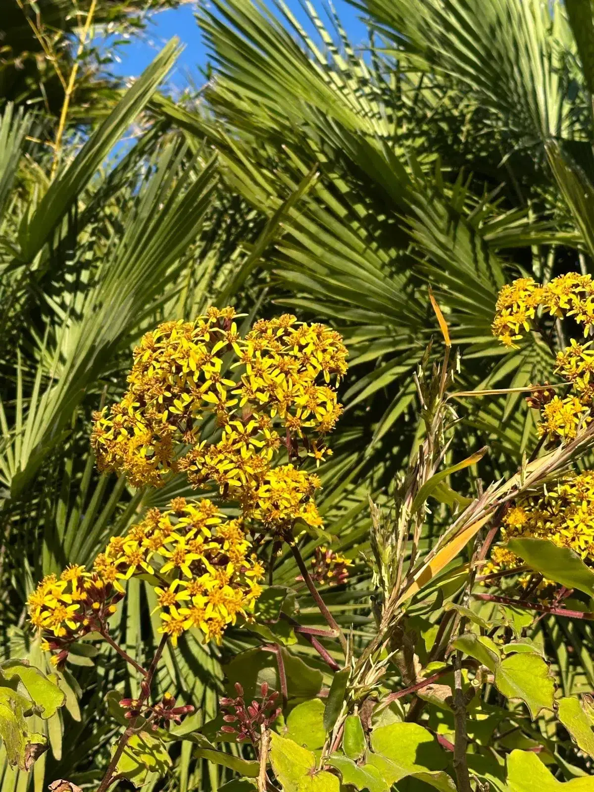 Blooming bushes with yellow blossoms in Finca Legado's gardens