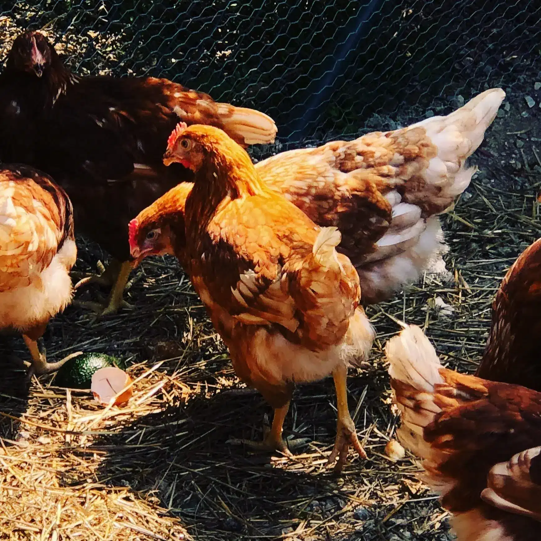 Chicken at Finca Legado