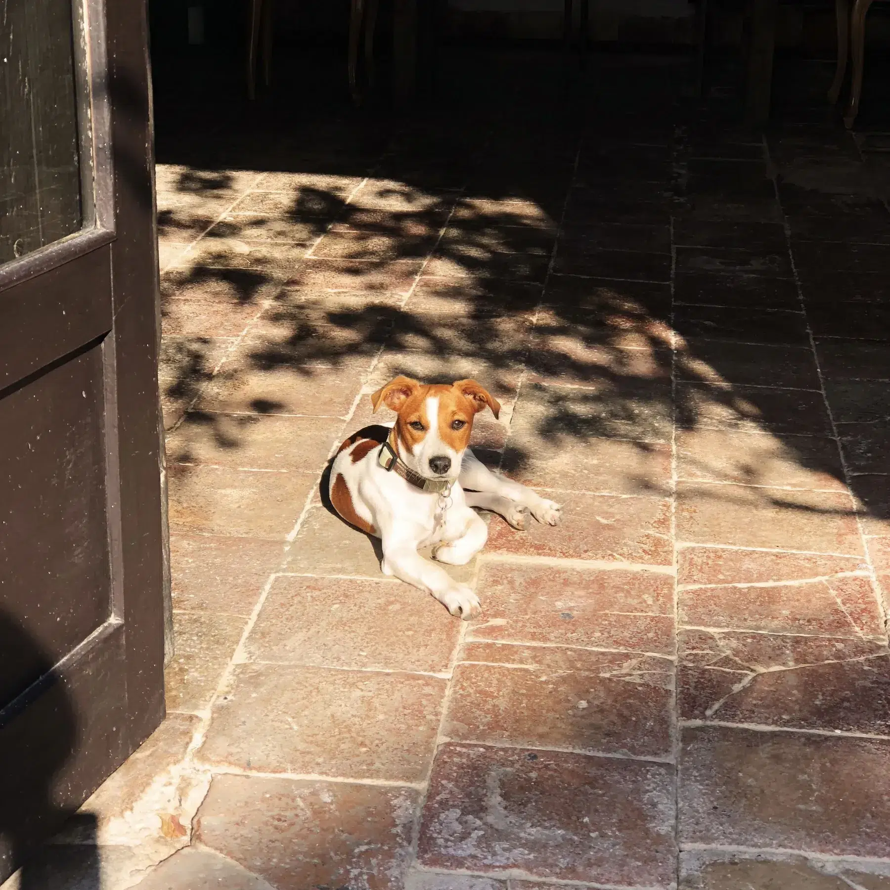 Gino, the Jack Russell Terrier, at Finca Legado