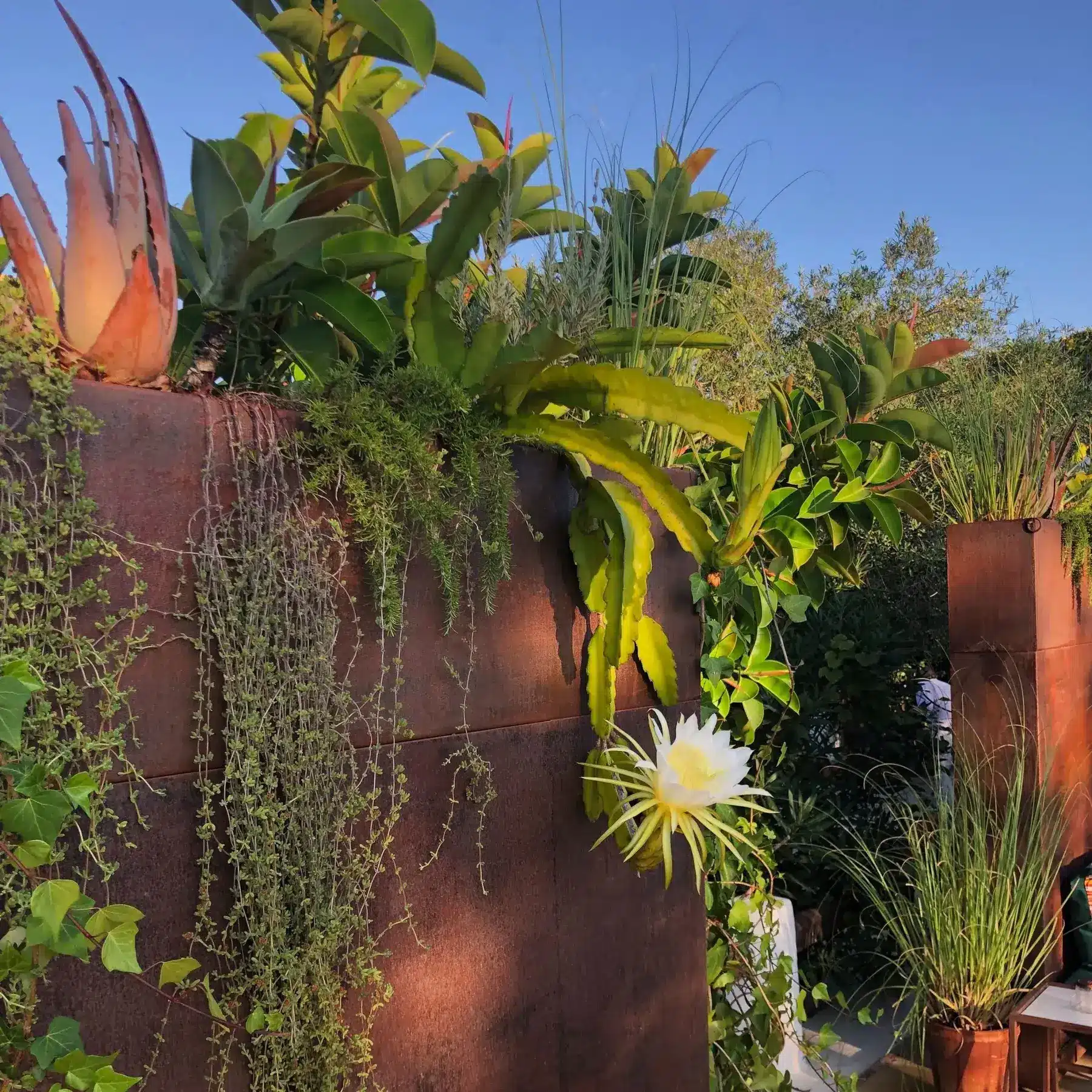 Blooming cacti and mediterranean plants in the Legado pool area