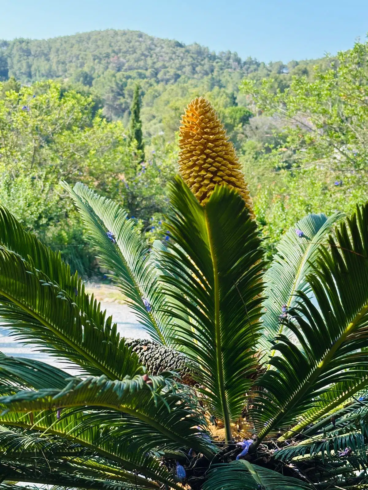 Typical male cone of a Sago Palm or Cycas revoluta in the Legado garden